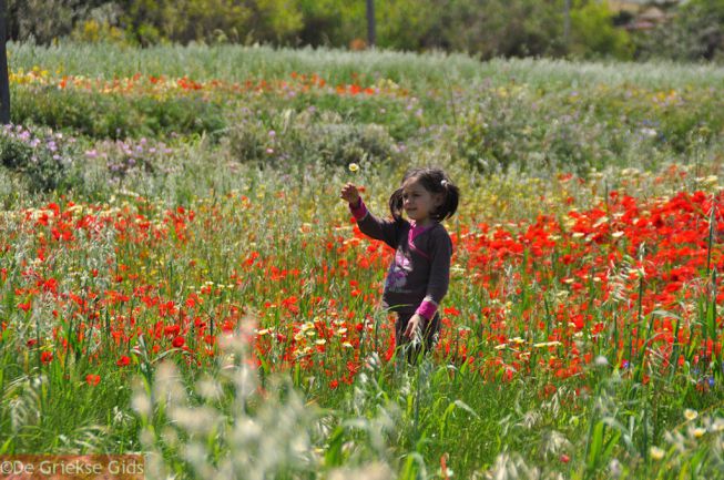 Lente op Kreta